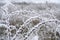 Wild rose branches covered with hoar-frost.