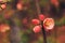 Wild rose bush blossom in spring