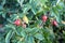 Wild rose bush with ripe red fruits in the dense branches with green leaves