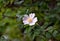 Wild rose, dog-rose blooming in the spring, pink rosa rubiginosa wild in nature
