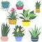 Wild rose, echeveria, spathiphyllum, aloe and haworthia, guzmania and dieffenbachia, sansevieria, houseplant - vector illustration