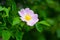 Wild rose flower blossoming on shrub, spring