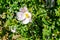 Wild rose flower in the field. Canine rose.