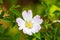 Wild rose flowers or dog rose blossom or sweet briar