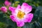 Wild rose flowers or dog rose blossom or sweet briar