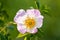 Wild rose flowers or dog rose blossom or sweet briar