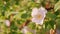 Wild rose flowers on a sunny windy day. Rosehip flower flowering wild rose close up.