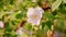 Wild rose flowers on a sunny windy day. Rosehip flower flowering wild rose close up.