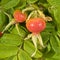 Wild rose fruits