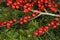 Wild rose fruits, golden stars and fir tree