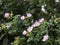 Wild rose, Glaucous dog rose shrub blooming