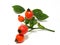 Wild rose hip