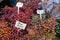 Wild rose hips on a farmers market