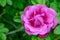 Wild Rose Looks Like A Camera Aperture