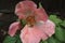 Wild rose, Nootka rose, bristly rose, Rosa nutkana, close-up on blurred background, Italy, Tuscany region
