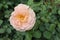 Wild rose orange color, nature photography, wild flowers