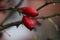 Wild rose with red berries with thorns and waterdrops