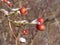 Wild rose red berry bush and berries in winter. Red rosehips in nature. Rose hip Rosa canina pla