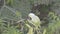 Wild Rose Ringed Parakeet - Eating