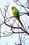 Wild Rose-ringed Parakeet in West London