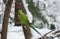 Wild Rose-ringed parakeet in winter 