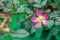 Wild rose Rosa glauca. Plant species belonging to the family of Dogrose of the Rosaceae family. Close-up of flowering Rosa glauca