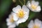 Wild Rose white flowerbud in NYS