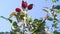 Wild rosehip bush against the blue sky. Natural healing plants