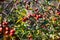 Wild rosehip bushes with red berries on a warm sunny autumn day