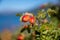 Wild rosehip fruits in patagonia