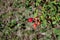 Wild Rosehip Plant in the Mountains