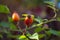 Wild rosehips on a branch close-up. On a blurred background.