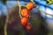 Wild rosehips on a branch close-up. On a blurred background.