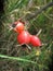 Wild rosehips in nature, beautiful background, Red Cankerberry on the Branch of Bush