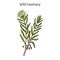 Wild Rosemary or Rhododendron tomentosum