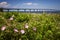 Wild roses at Confederation Bridge