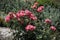 Wild roses in the middle of a cultivated field