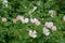 Wild roses standing in English Hedgerow Rosa canina