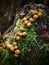 Wild round mushrooms on a stump