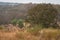 Wild royal bengal tiger hunting ground. An apex preadator in search of prey in scenic landscape of ranthambore national park