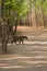 Wild royal bengal tiger in Indian Jungle