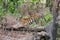 Wild Royal Bengal Tiger in jungles of India