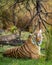Wild royal bengal tiger portrait in wildlife safari at ranthambore national park or tiger reserve rajasthan india - panthera