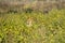 Wild royal bengal tiger with spotted deer kill in his mouth or jaws with eye contact in natural green field of terai region forest