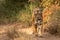 Wild royal bengal tiger walking head on portrait in wildlife safari at ranthambore national park or tiger reserve rajasthan india