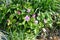 Wild  Rubus arcticus blooms in the mountains of the Northern Urals