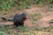 Wild ruddy mongoose