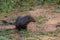 Wild ruddy mongoose