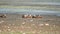 Wild Ruddy Shelduck Bird Family With Parents and Young Cubs in Natural Lake