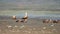 Wild Ruddy Shelduck Bird Family With Parents and Young Cubs in Natural Lake